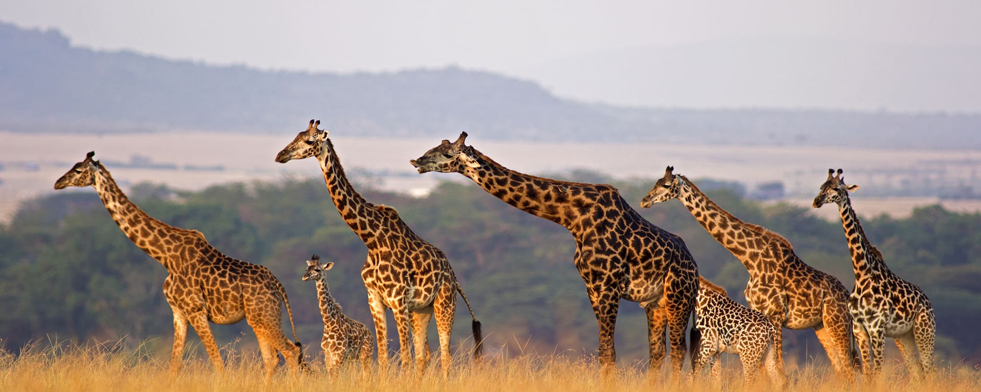 A group of elephants in the savanna